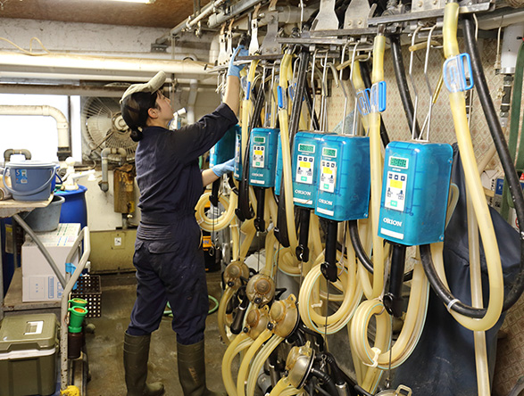 搾乳作業の様子