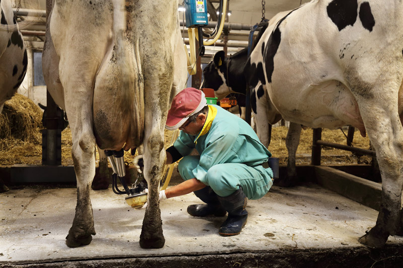 酪農ヘルパー業務